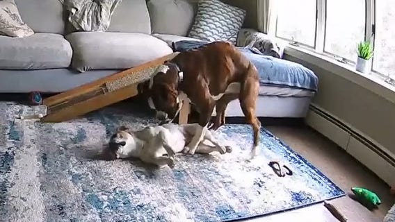 Boxer caught on camera saving French bulldog having seizure