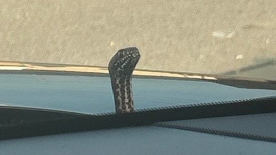 Snake pops out of car hood during Missouri mom’s drive