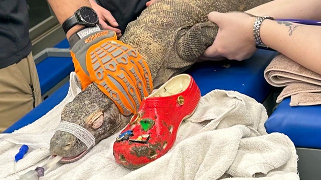 Zoo's 'curious' Komodo dragon ingests shoe thrown into exhibit: 'Please do not feed them shoes'