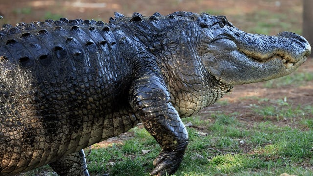 What causes nearly every alligator attack on humans? Study says it's our fault