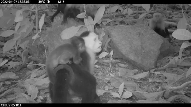 Video: Monkeys caught kidnapping baby monkeys of a different species