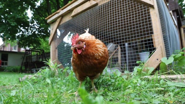 6-state salmonella outbreak blamed on backyard chickens