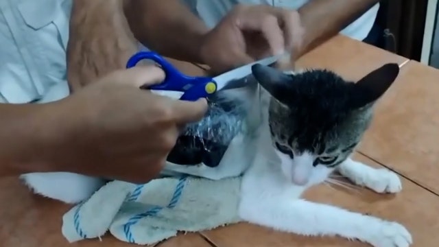 Cat used to smuggle drugs into Costa Rican prison, video shows