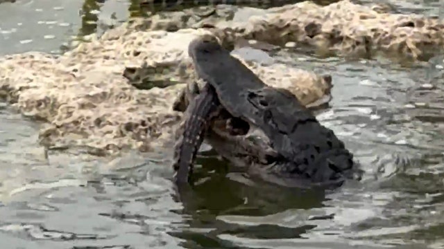 Video shows alligator eating baby gator in Florida's Everglades