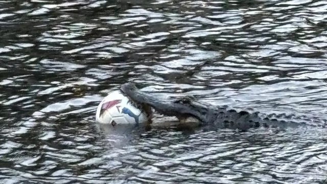 Alligator with ball stuck in mouth spotted on NC golf course
