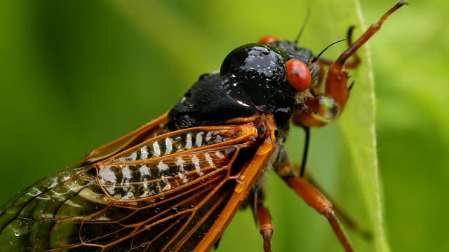 'Screaming' trees spread from South to Northeast as cicada brood emerges