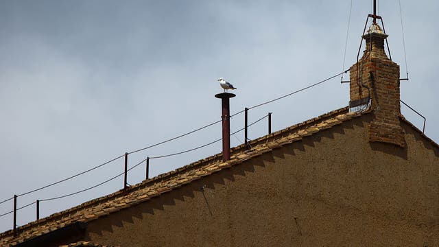 ‘Sistine seagull’ steals spotlight during papal conclave — again