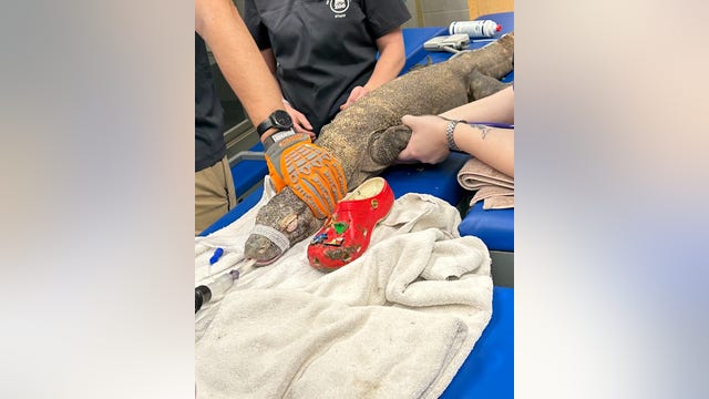 Zoo's 'curious' Komodo dragon ingests shoe thrown into exhibit: 'Please do not feed them shoes'