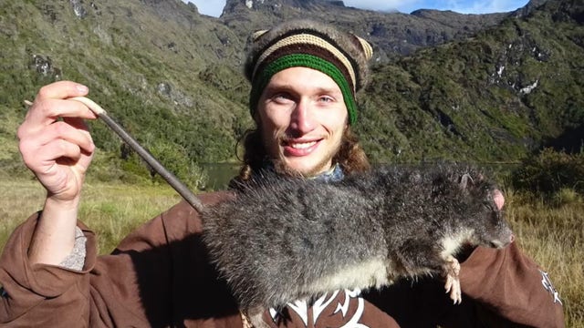 Giant rat species captured on video for 1st time in Papua New Guinea