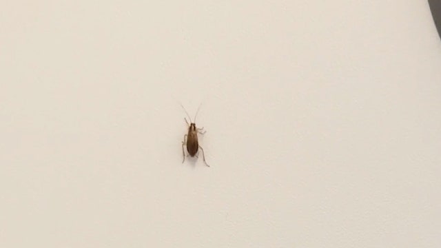 Horrified passenger films roaches crawling inside Spirit Airlines plane