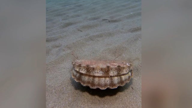 Watch: Australian diver shares surprise encounter with a swimming scallop