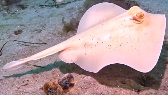 Watch: Rare all-white stingaree spotted off Australian coast