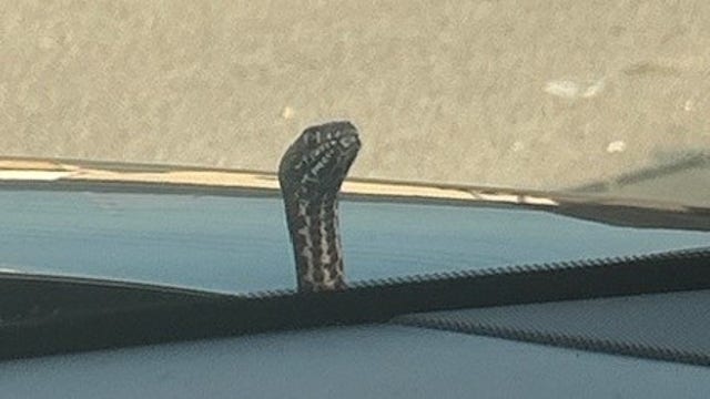 Snake pops out of car hood during Missouri mom’s drive