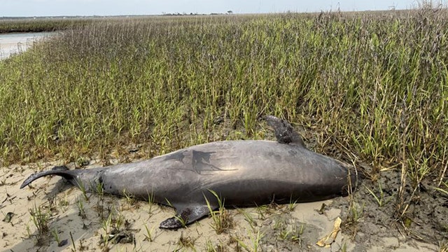 Decapitated dolphin found in North Carolina; $20K reward offered