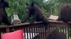 Mama bear, cubs make themselves at home on South Carolina deck, raid bird feeder