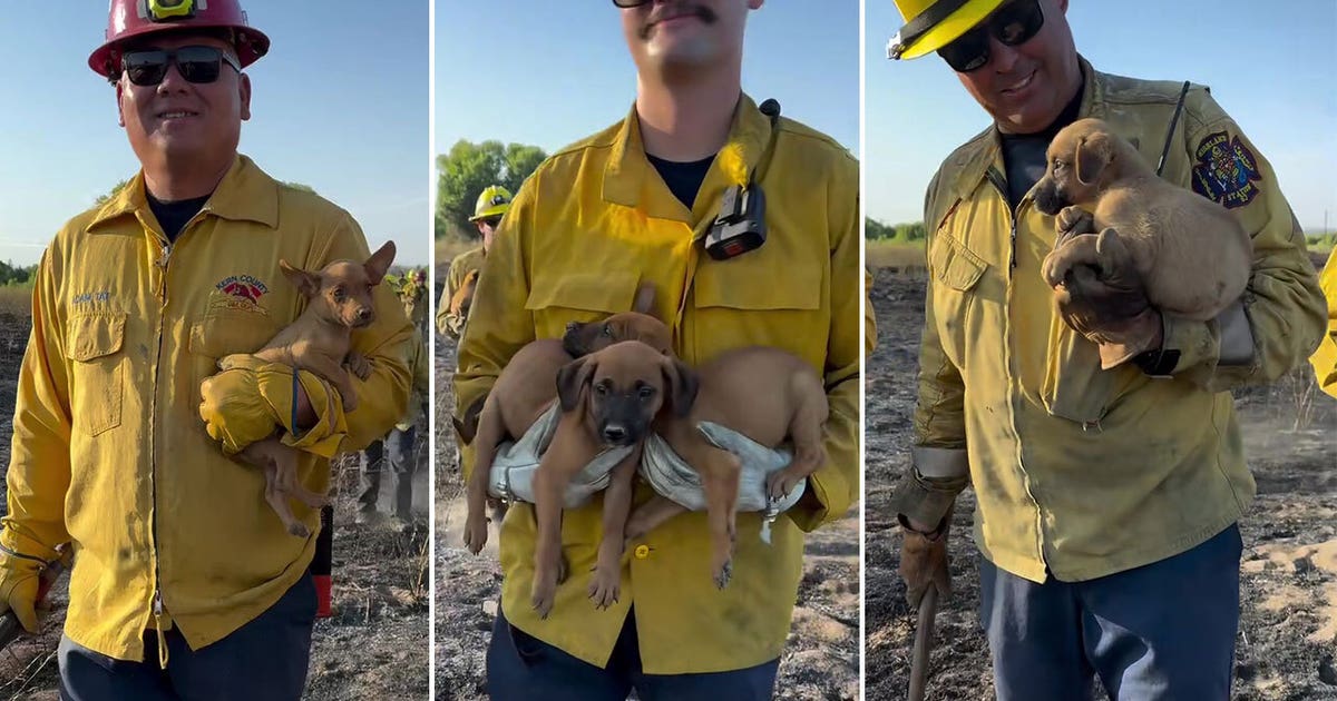 California firefighters rescue 8 puppies from blaze | FOX 13 Tampa Bay