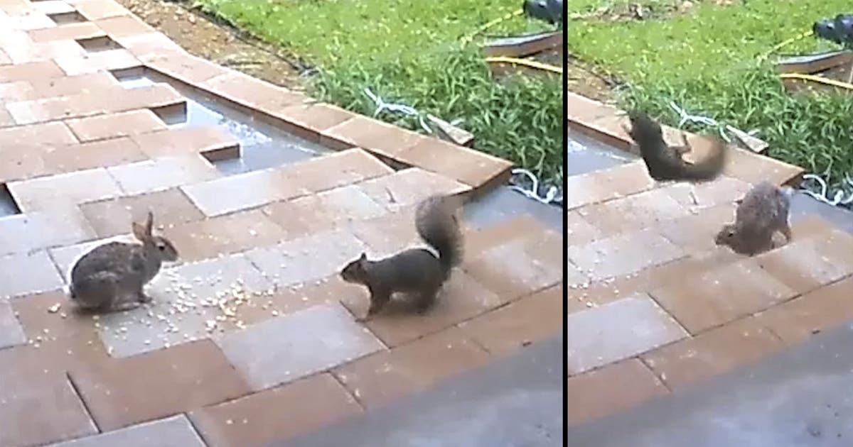 Rabbit v. squirrel: The adorable showdown we've all been waiting for ...