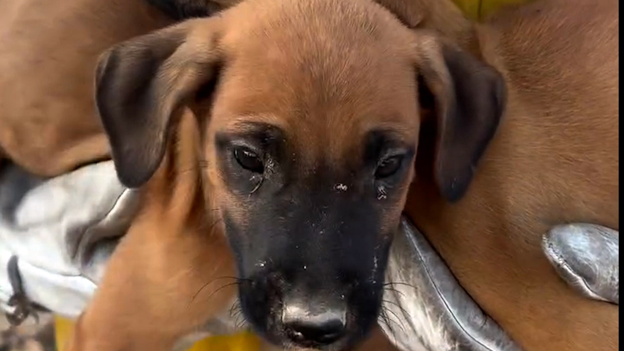 Fires Across US Displace, Injure, and Kill Pets