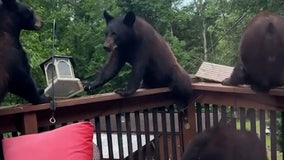 Mama bear, cubs make themselves at home on South Carolina deck, raid bird feeder