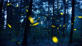 Where did all the fireflies go? It's not too late to help them