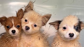 101 dogs saved from puppy mill, and no they're not dalmatians