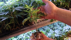 Sober-curious for the summer? THC-infused beverages are on a high