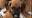 California firefighters rescue 8 puppies from blaze