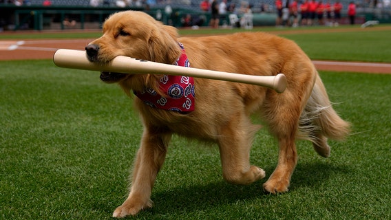 Nationals' bat-retrieving dog Bruce laps up pregame attention, makes MLB debut