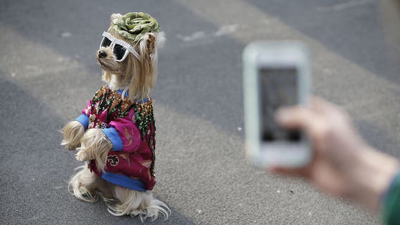 Study finds yet another benefit of having a dog in the family