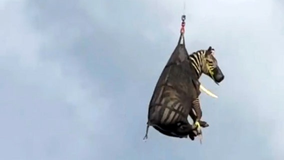 Watch: Runaway pet zebra airlifted after great escape in Tennessee