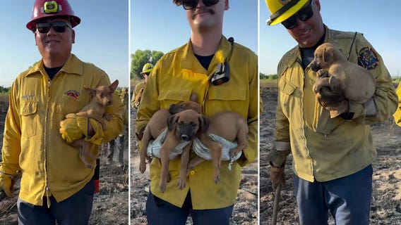 California firefighters rescue 8 puppies from blaze