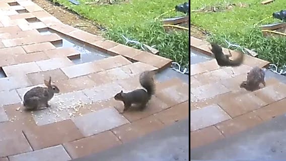 Rabbit v. squirrel: The adorable showdown we've all been waiting for