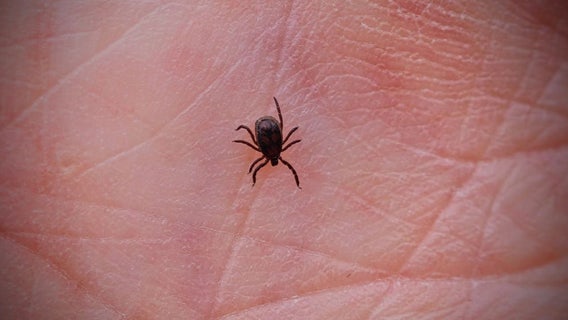 Ticks spread to new regions across America, bringing dangerous diseases