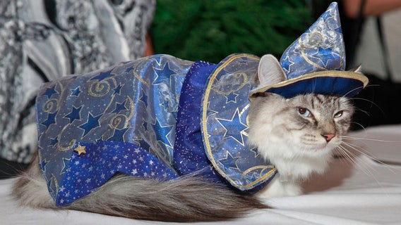 Rising pet care costs find many owners unprepared, study shows