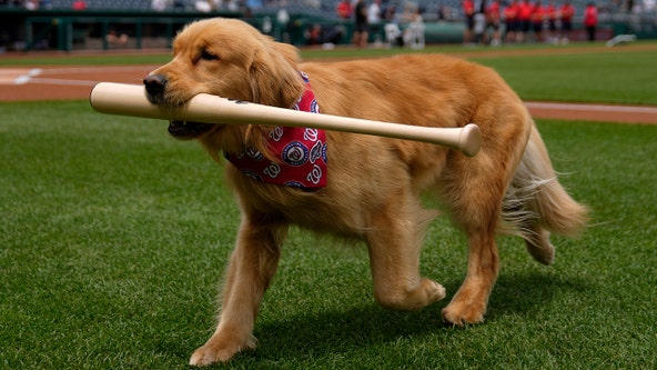 Nationals' bat-retrieving dog Bruce laps up pregame attention, makes MLB debut