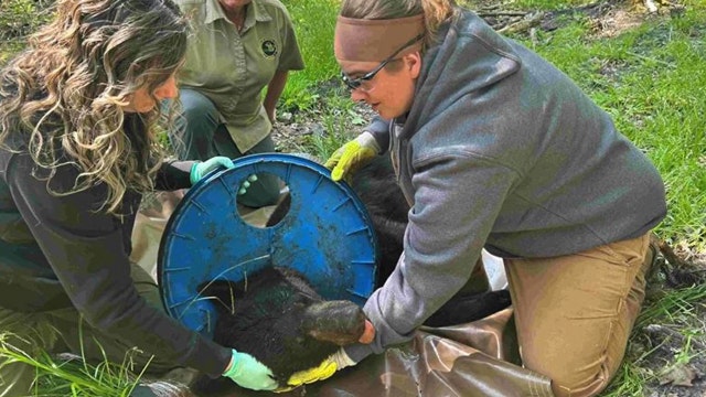 Plastic lid finally removed from bear's neck after 2 years