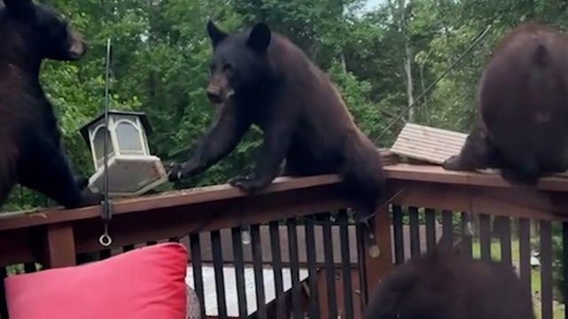 Mama bear, cubs make themselves at home on South Carolina deck, raid bird feeder