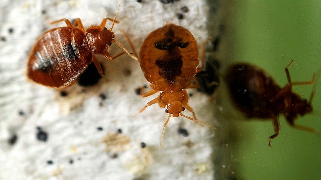 These cities have the most bed bugs, according to annual study