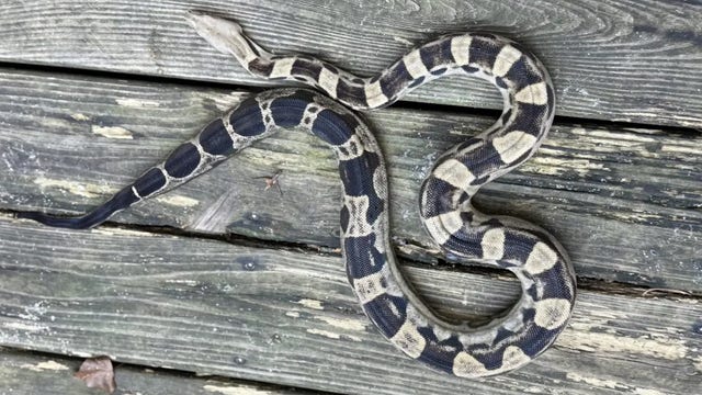 Boa constrictor found hiding under drive-thru window at North Carolina restaurant