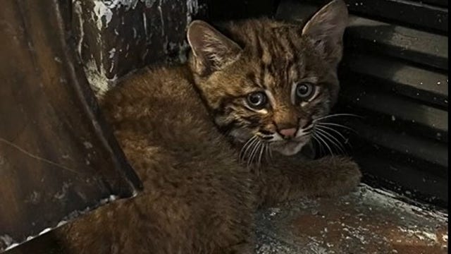 Watch: Bobcat kitten reunited with mom after thunderstorm in Kansas
