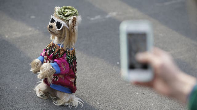 Study finds yet another benefit of having a dog in the family