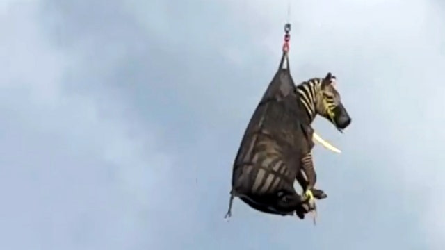 Watch: Runaway pet zebra airlifted after great escape in Tennessee