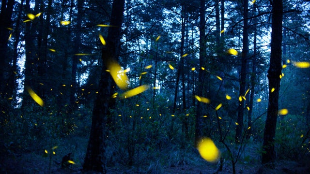 Where did all the fireflies go? It's not too late to help them