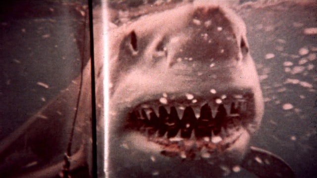 ‘Jaws’ was fiction; this was the terrifying true story