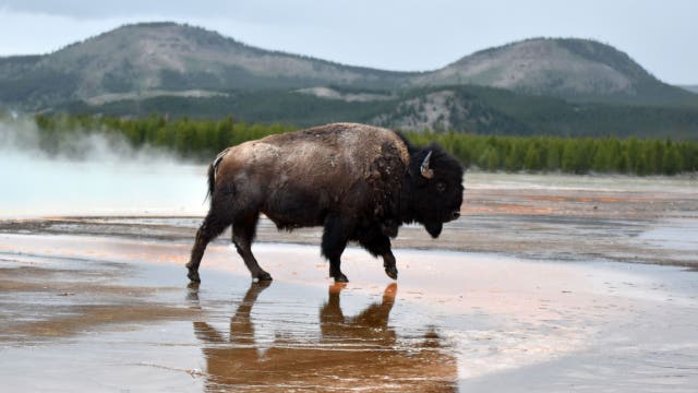 Bison boils to death in Yellowstone hot spring