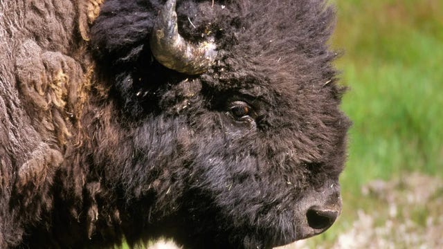 Yellowstone tourist gored after approaching bison, rangers say