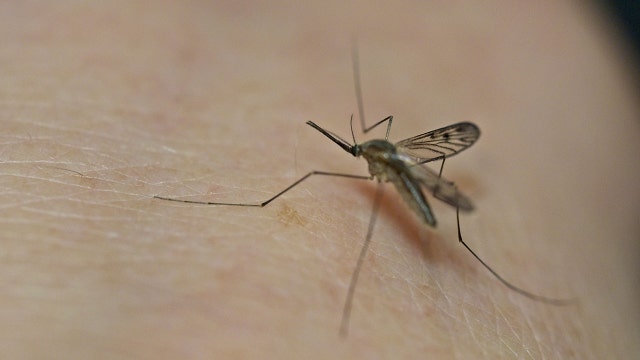 Here's what makes you a prime target for mosquitoes