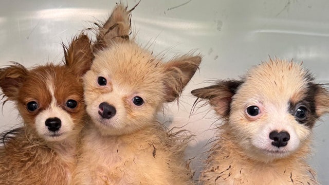 101 dogs saved from puppy mill, and no they're not dalmatians