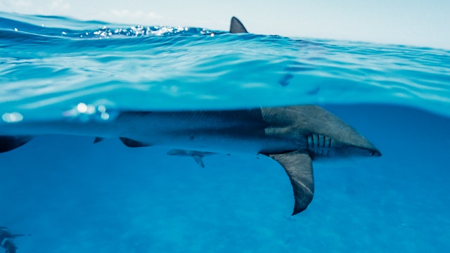 Hilton Head sees 2nd shark attack in one week amid busy summer vacation season