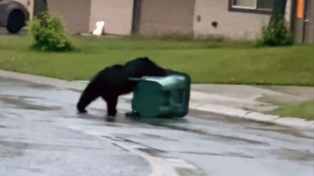 Watch: Bear's hilarious attempt to pry open a trash can